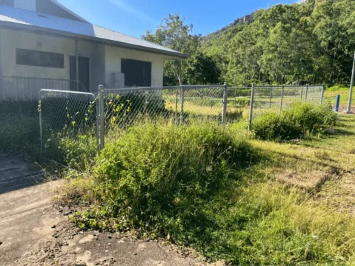 Overgrown, weedy yard before a clean-up